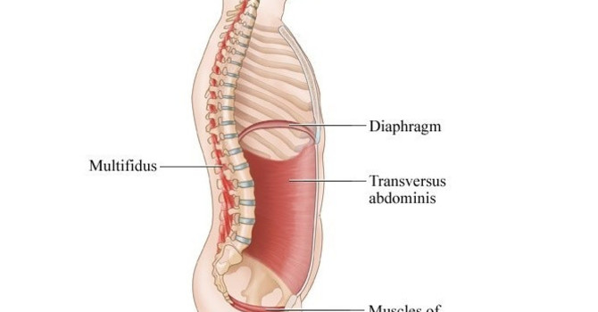 Low Back Pain & Intra-Abdominal Pressure image